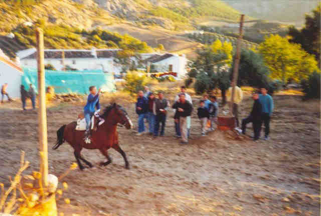 Horse riding on the farm