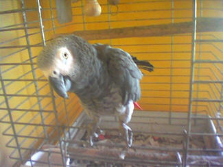 Junes parrot