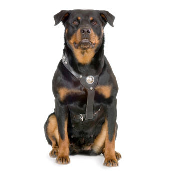 Rottweiller dangerous dog