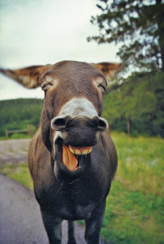 spain donkey
