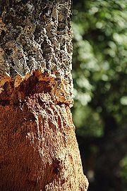 Trunk of a cork tree