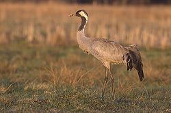 A Eurasian crane