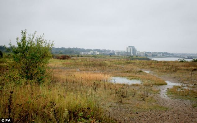 Discovery: An environmental audit of the 872-acre brownfield site in the Swanscombe Peninsula in Kent has found it is home to distinguished jumping spiders