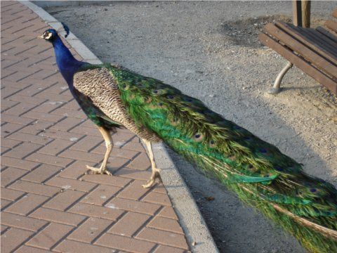 Parque de la Paloma bird