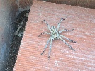 <strong>Photo of Condado de Alhama - No description provided</strong> <br /><em> Condado de Alhama community, taken on 08 September 2010 by Billbo</em>