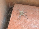 <strong>Photo of Condado de Alhama - No description provided</strong> <br /><em> Condado de Alhama community, taken on 08 September 2010 by Billbo</em>