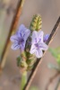 <strong>Wild lavender in the countryside around Camposol</strong> <br /><em> Camposol community, taken on 08 September 2017 by Sinbad</em>