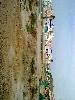 Photo of Calas del Pinar community. <br /><em> Calas del Pinar community, taken on 24 November 2009 by DRJackson</em>