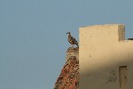 <strong>Red Legged Partridge at home in DV</strong> <br /><em> Duquesa Village community, taken on 10 August 20 by John 777</em>