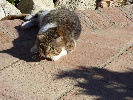 <strong>Cat - Wild or Pet?</strong> <br /><em> Duquesa Village community, taken on 04 December 2012 by PMillsom</em>