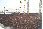 <strong>landscaping of pool area</strong> <br /><em> Hacienda San Cayetano community, taken on 29 June 2011 by mobailey</em>