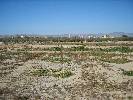 Photo of Los Olivares de Diego community. <br /><em> Los Olivares de Diego community, taken on 06 February 2008 by Redjoemw</em>