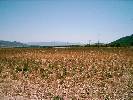 Photo of Nature Caravaca de la Cruz community. <br /><em> Nature Caravaca de la Cruz community, taken on 11 August 200 by proutma</em>