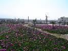 Photo of Pueblo Salinas community. <br /><em> Pueblo Salinas community, taken on 17 March 200 by Sue and Paul</em>