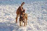 <strong>Our two Spanish strays first experience of snow</strong> <br /><em> Sierra Golf community, taken on 22 December 2009 by llamacalmer</em>