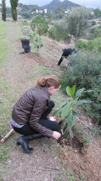 Planting trees in Marbella