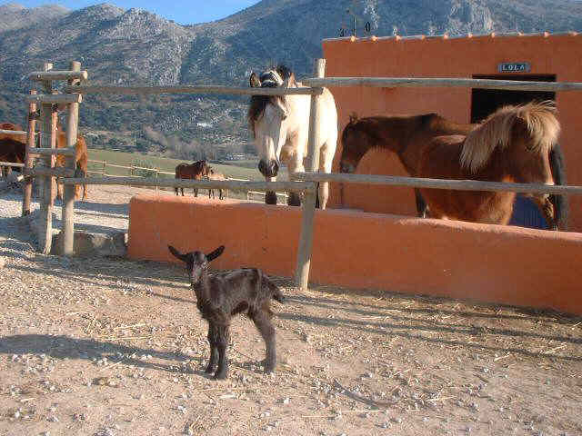 Horses at Los Lobos