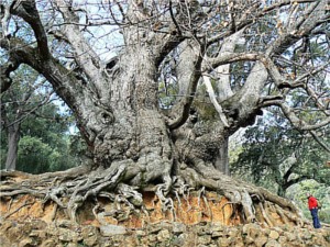 Mountain bike route Marbella tree