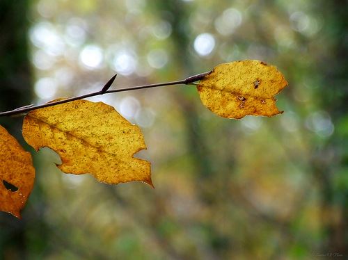 Autumn / Otoño por . SantiMB ..