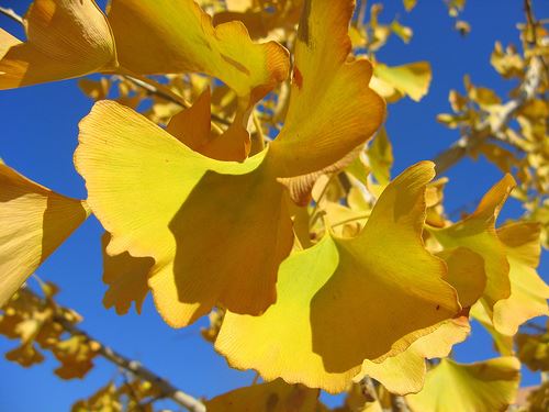 Los colores del otoño por guervos.