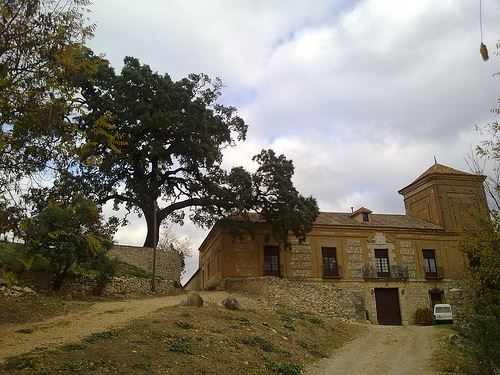 Encina centenaria de Ambite (Madrid)