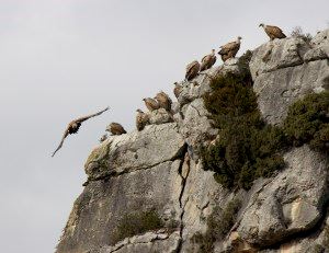 Vultures