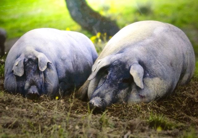 Black Iberian pigs. Photo snapped from our butcher's wall.
