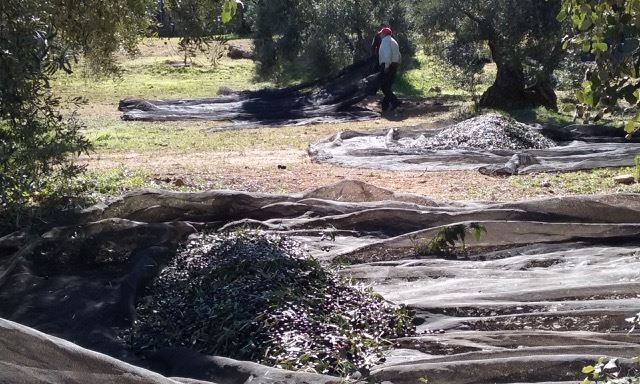 Olive harvest in Ronda. Photo © snobb.net