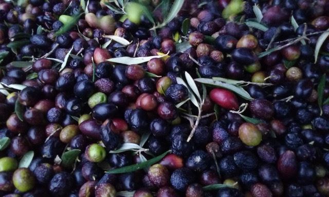 Unadulterated Ronda olives. Photo © snobb.net