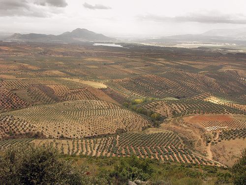 Campos de Andalucia