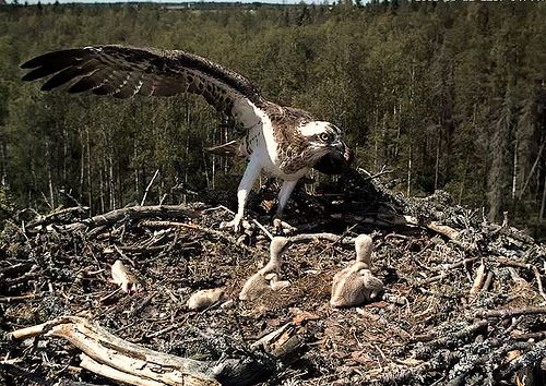 Aguila Pescadora * envergadura alar