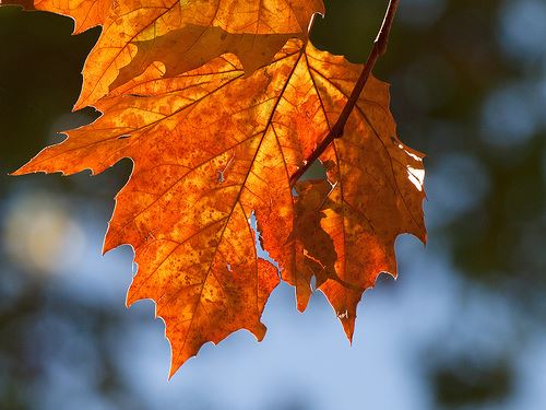 Otoño III por Gusjer.