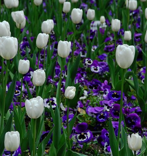 DoF - Tulips por chrisbastian44.