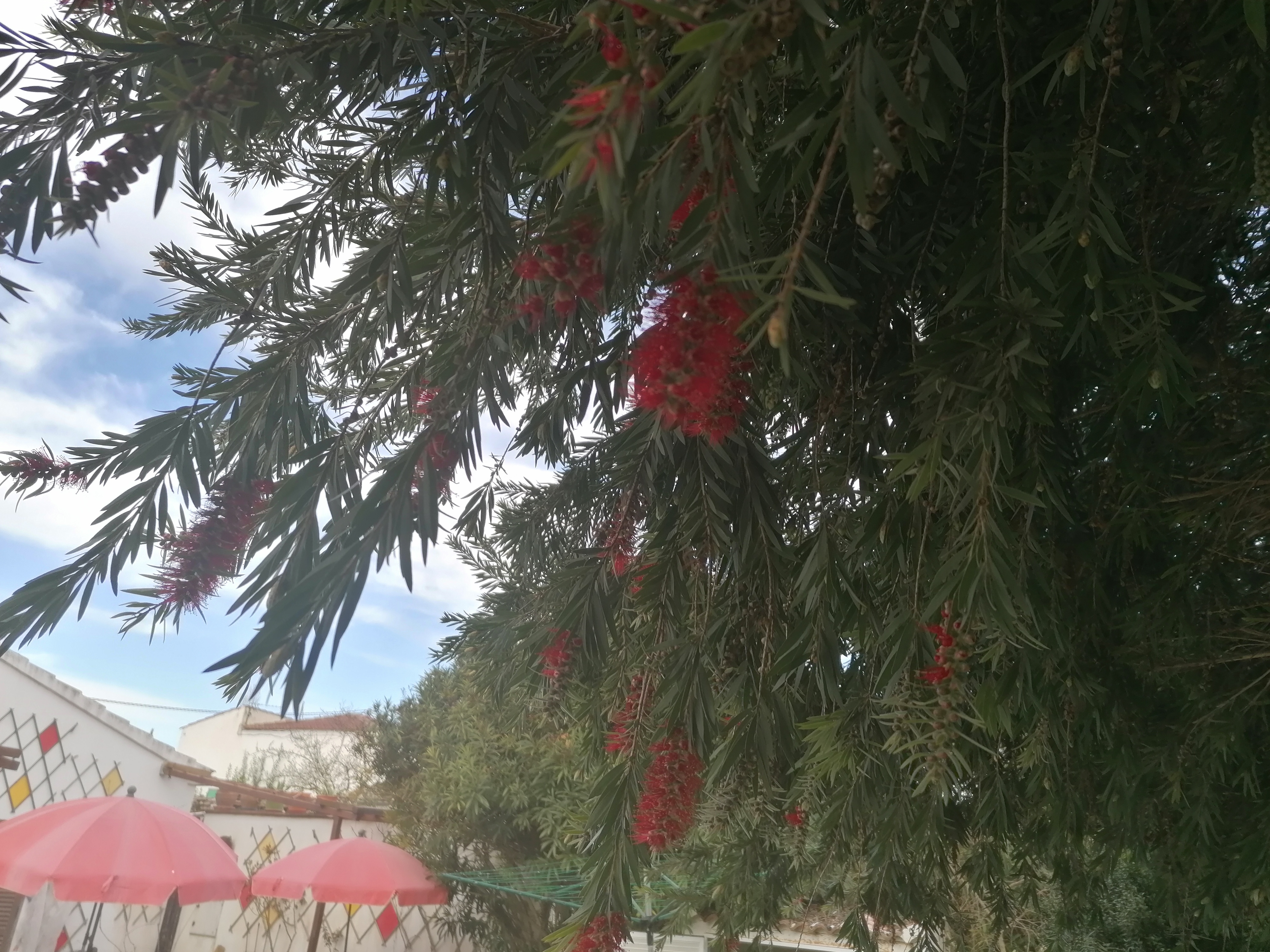 A puréed and simmering carrot soup in a pot with a spoon
