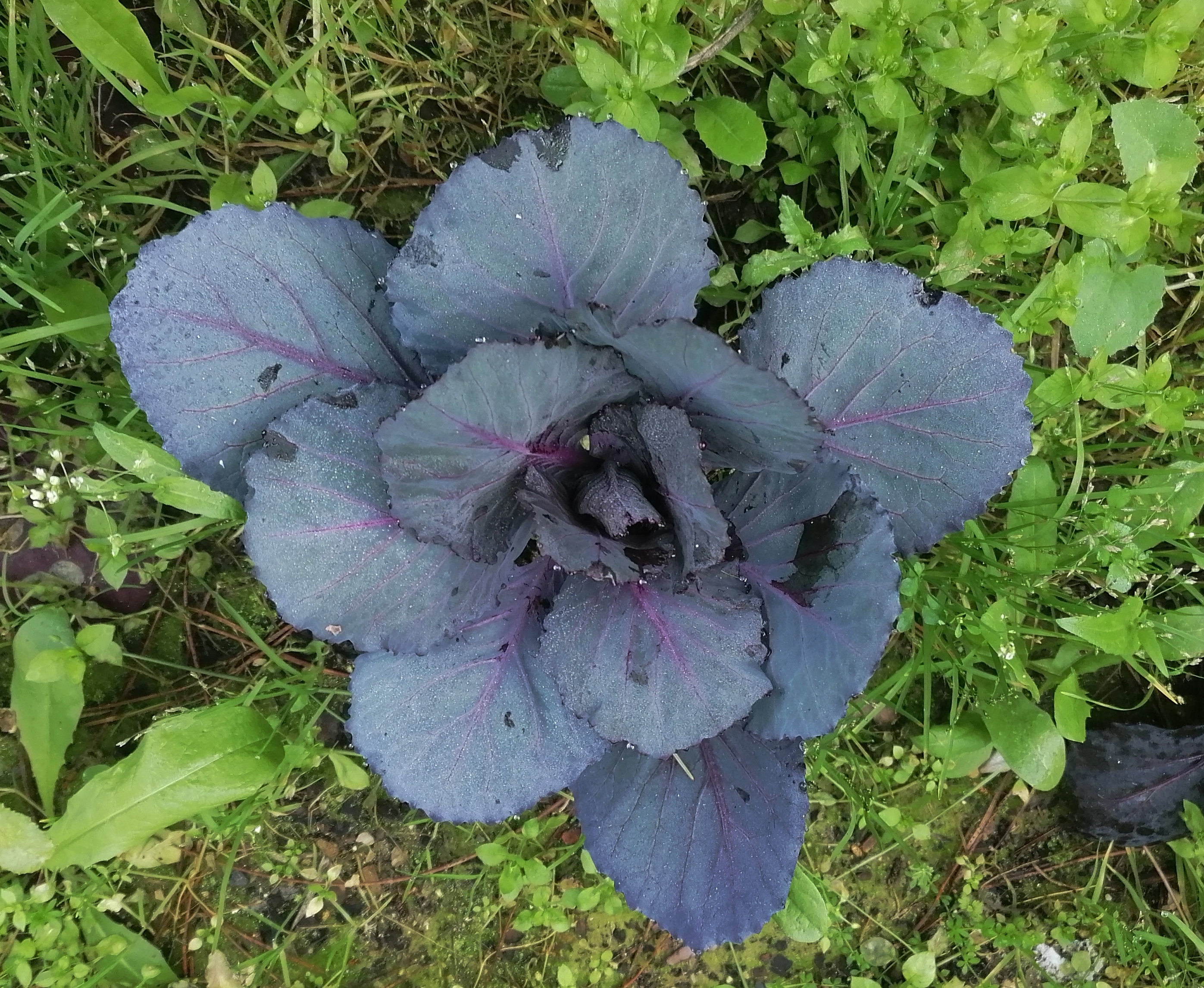 A puréed and simmering carrot soup in a pot with a spoon