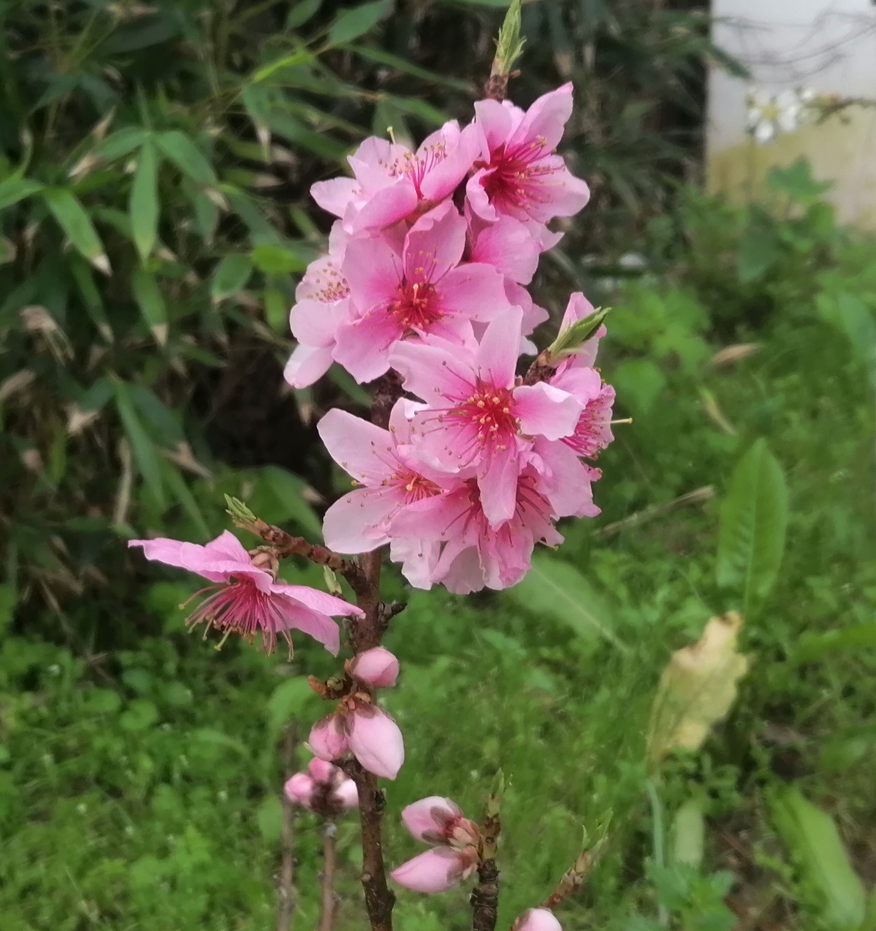 A puréed and simmering carrot soup in a pot with a spoon