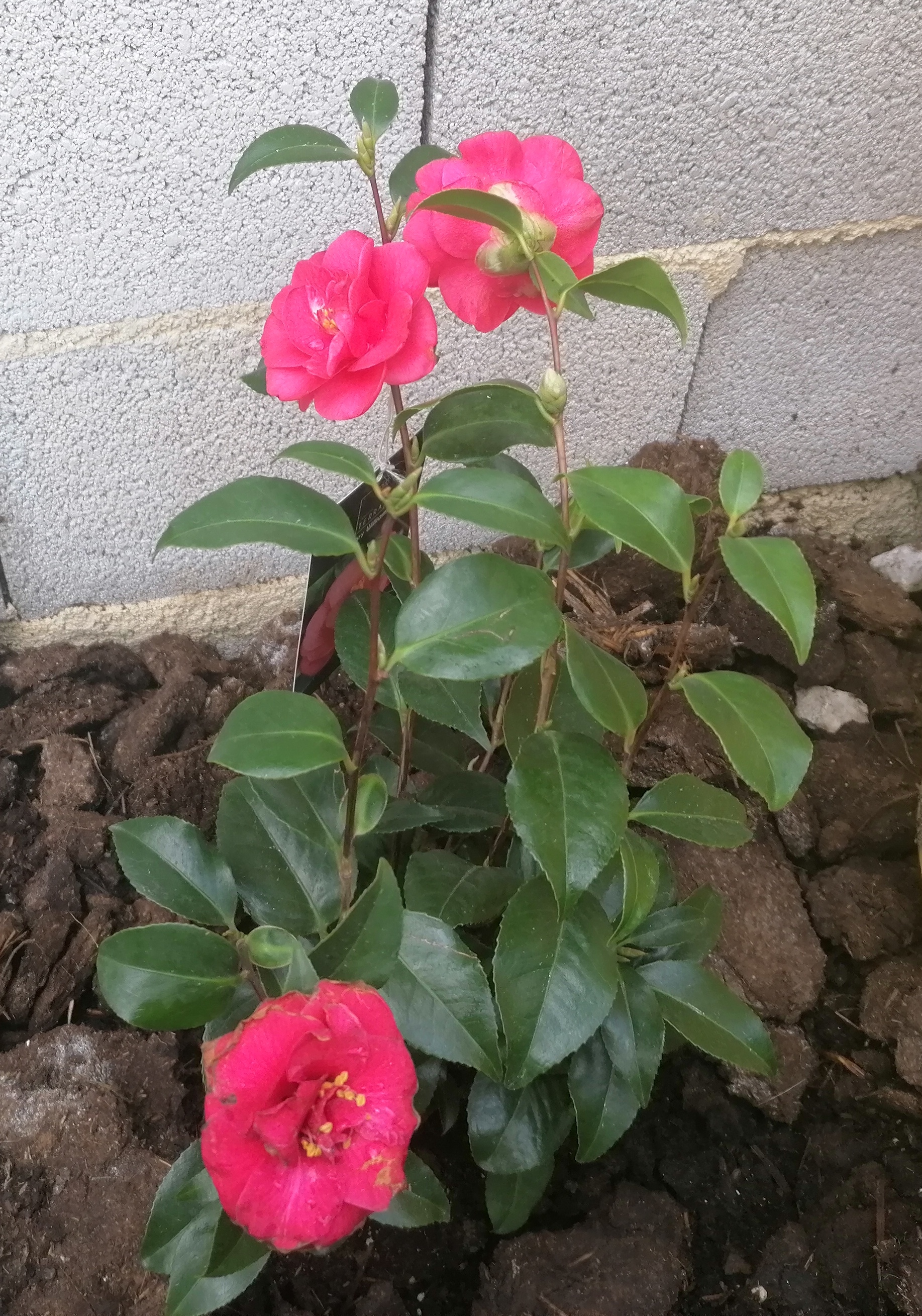 A puréed and simmering carrot soup in a pot with a spoon