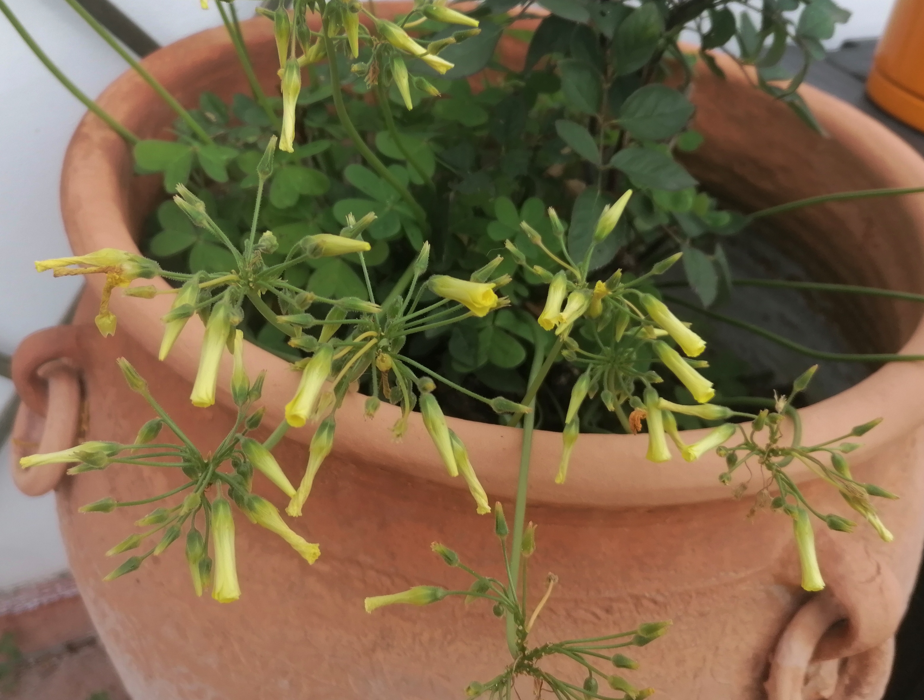 A puréed and simmering carrot soup in a pot with a spoon