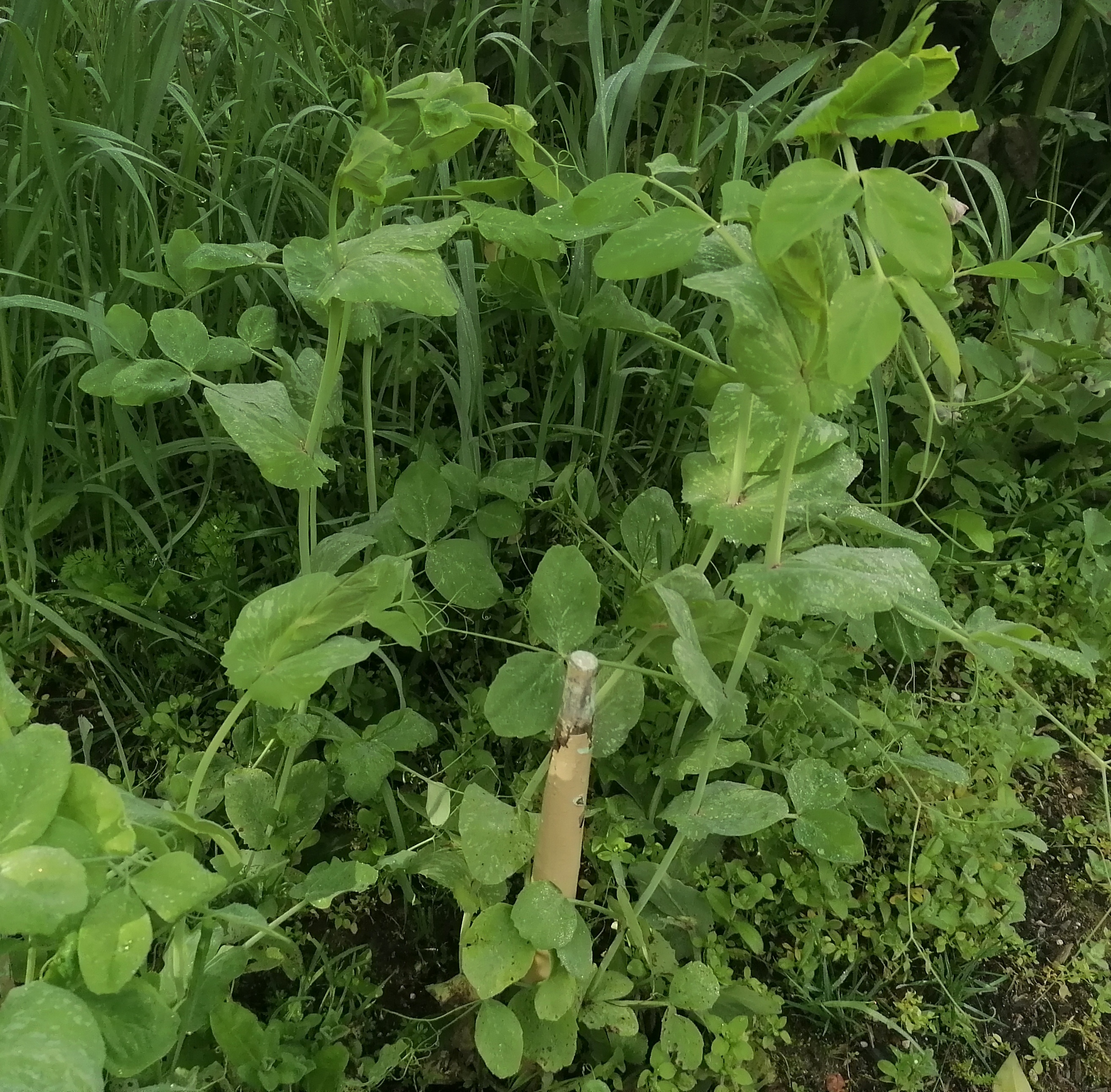 A puréed and simmering carrot soup in a pot with a spoon