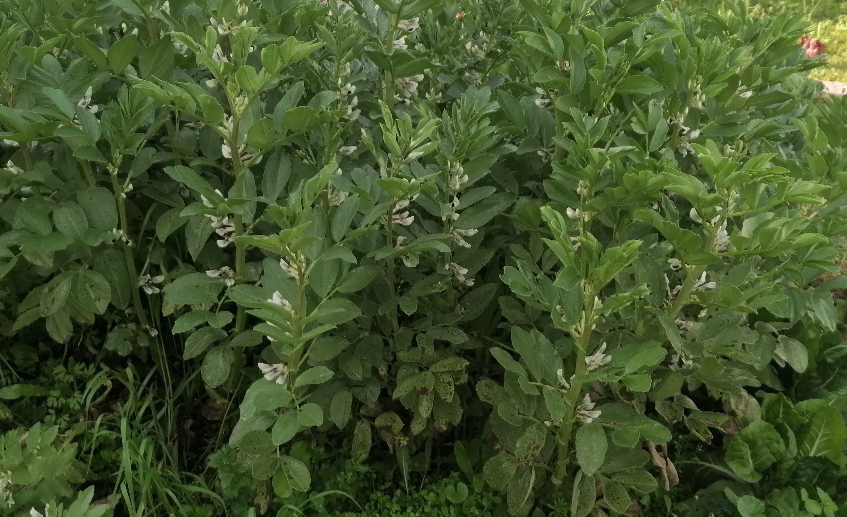 A puréed and simmering carrot soup in a pot with a spoon