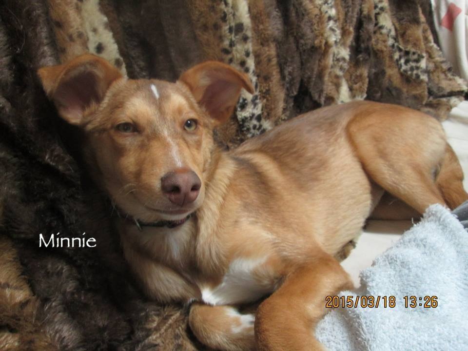 Dog Rescue Costa Blanca Dog Rescue Costa Blanca