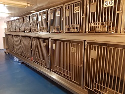 brittany ferries dogs on board